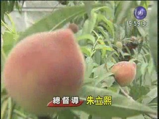台東水蜜桃