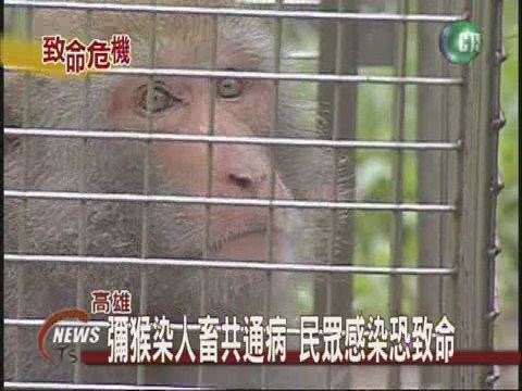 彌猴染人畜共通病民眾感染恐致命 | 華視新聞