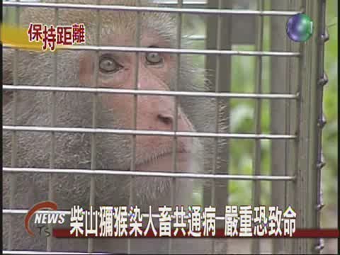 柴山彌猴染人畜共通病 嚴重恐致命 | 華視新聞