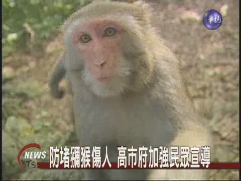 柴山獼猴染人畜共通病 遊客警戒 | 華視新聞