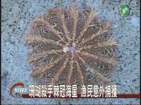 珊瑚殺手棘冠海星漁民意外捕獲 | 華視新聞