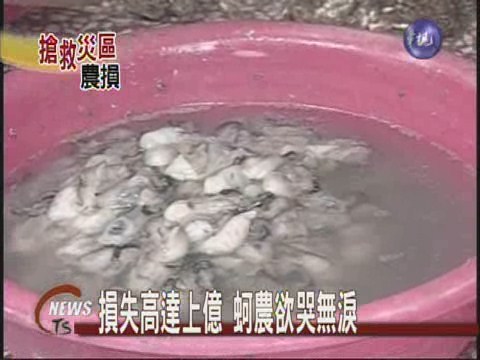 豪雨沖淡海水鹹度 沿海牡蠣暴斃 | 華視新聞