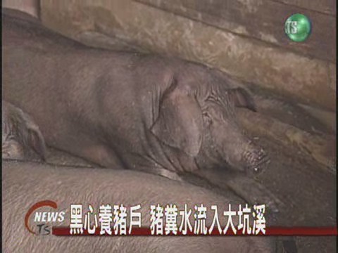 排放養豬廢水 污染居民環境 | 華視新聞