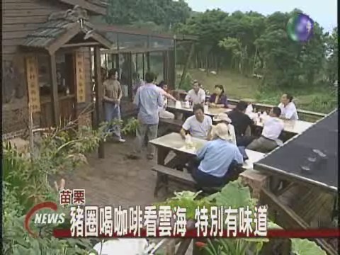 豬圈喝咖啡另一番風情 | 華視新聞