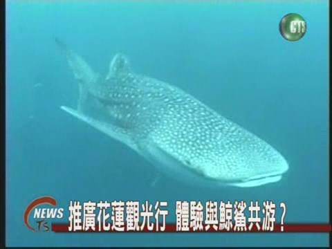 推廣花蓮觀光行體驗與鯨鯊共游 | 華視新聞