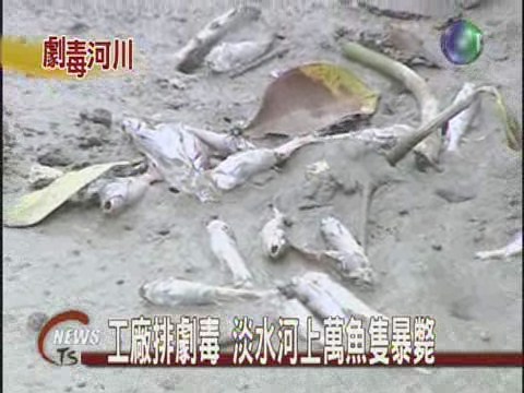 工廠排劇毒 淡水河上萬魚隻暴斃 | 華視新聞