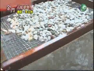 金門花蛤搶鮮