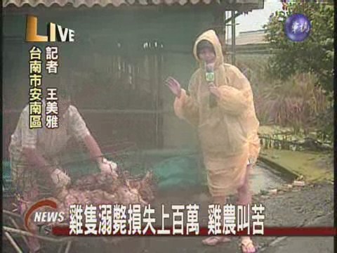 連日積水不退 養雞場雞隻全泡湯 | 華視新聞