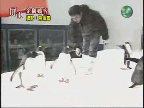 企鵝嬌客 | 華視新聞