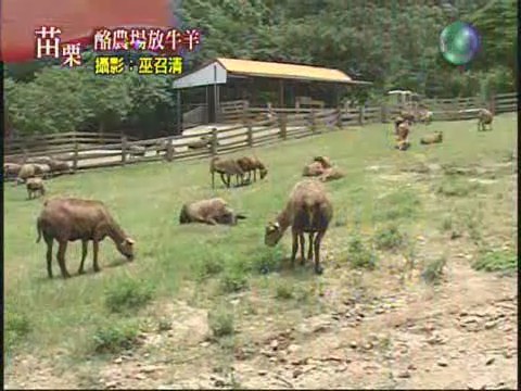 酪農場放牛羊 | 華視新聞