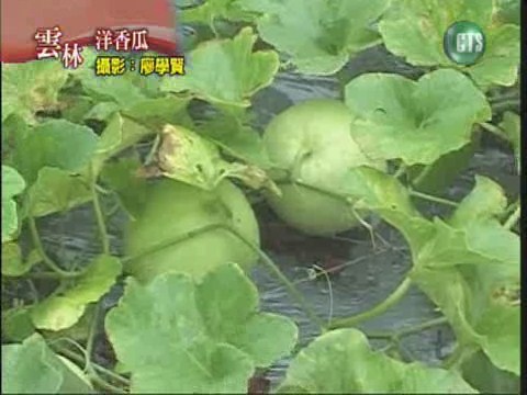 雲林洋香瓜 | 華視新聞
