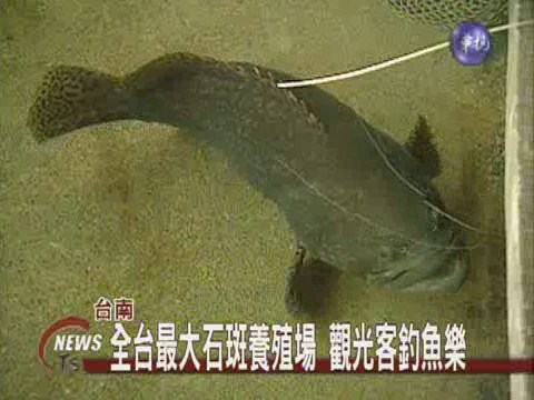 休閒農場新形態 釣石斑魚現煮上桌 | 華視新聞