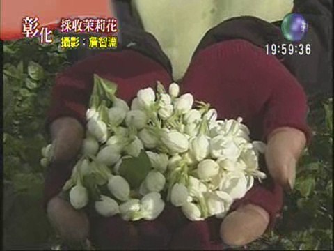 採收茉莉花 | 華視新聞
