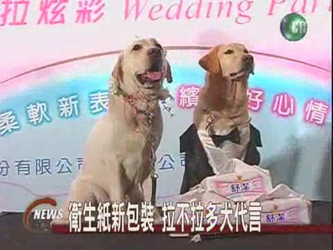 衛生紙新包裝 拉布拉多犬代言 | 華視新聞