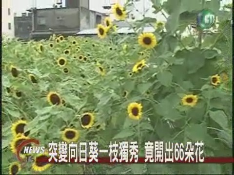 突變向日葵一枝獨秀 竟開出66朵花 | 華視新聞
