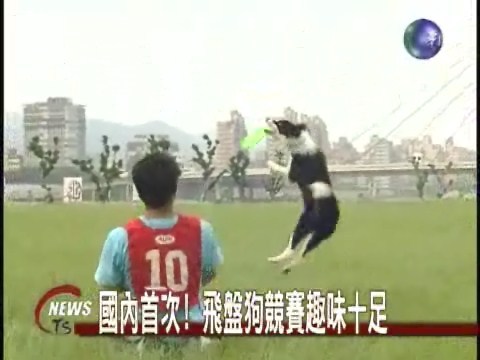 國內首次! 飛盤狗競賽趣味十足 | 華視新聞