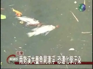 南勢溪大量魚屍漂浮 恐遭化學汙染