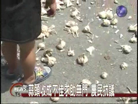 蒜頭賣相差農會不收購 農民抗議 | 華視新聞