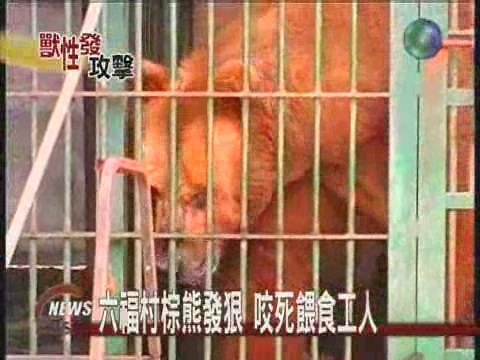 六福村棕熊發狠咬死餵食工人 | 華視新聞