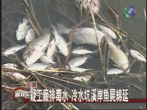 工廠排毒水? 冷水坑溪魚屍遍佈 | 華視新聞
