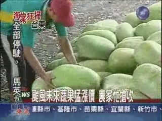 颱風未來蔬果猛漲價 農家忙搶收