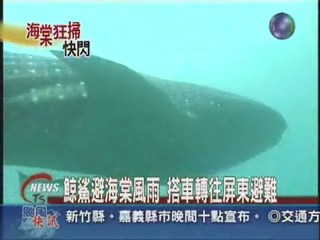海棠來勢猛 鯨鯊搭專車避颱風