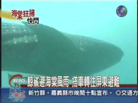 海棠來勢猛 鯨鯊搭專車避颱風 | 華視新聞