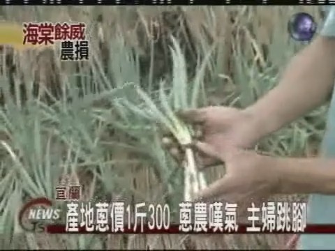 產地蔥價1斤300  蔥農嘆 主婦跳腳 | 華視新聞
