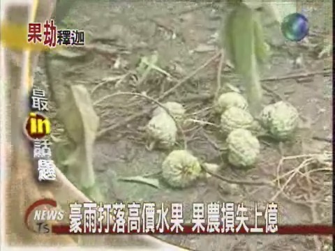 豪雨打落高價水果  果農損失上億 | 華視新聞