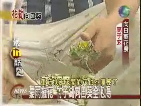 豪雨摧花 竹子湖向日葵全泡湯 | 華視新聞