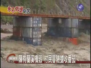 陳有蘭溪橋毀 居民冒險搶收番茄