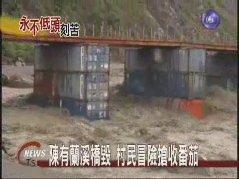 陳有蘭溪橋毀 居民冒險搶收番茄 | 華視新聞