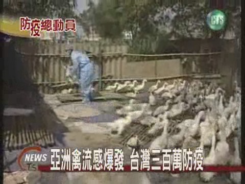 亞洲禽流感爆發台灣三百萬防疫 | 華視新聞