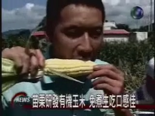 苗栗研發有機玉米免煮生吃口感佳 | 華視新聞