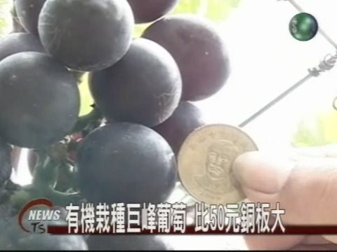 葡萄比50元硬幣大顆顆飽滿香甜 | 華視新聞