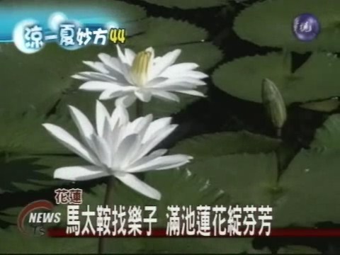 花蓮馬太鞍溼地孕育動植物生態 | 華視新聞