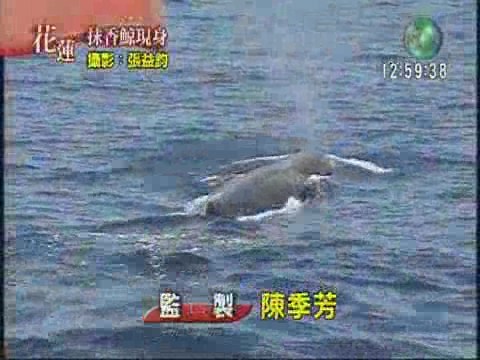 抹香鯨現身 | 華視新聞