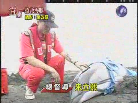 大小海豚擱淺搶救 | 華視新聞