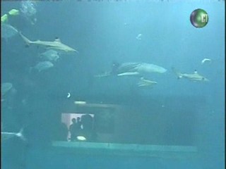 鯨鯊餵食秀 大嘴吸食蝦