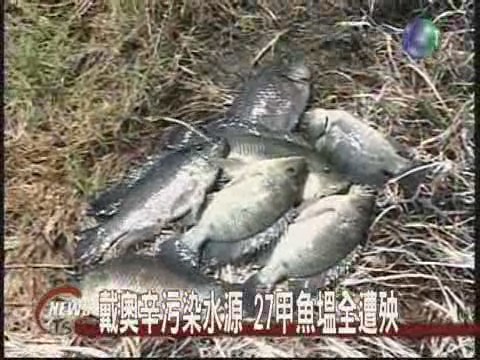 遏止戴奧辛污染漁民忍痛撲殺毒魚 | 華視新聞