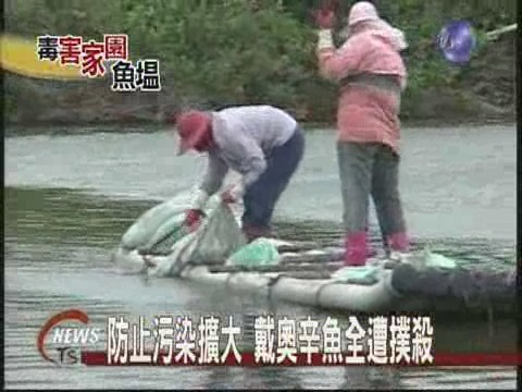 防止污染擴大 戴奧辛魚全遭撲殺 | 華視新聞