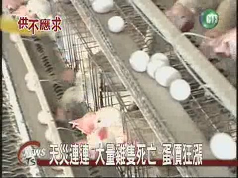 風災過境 雞隻淹死 蛋價飆漲 | 華視新聞