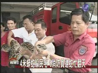 4米蟒蛇躲民宅5消防員逮蛇忙翻天