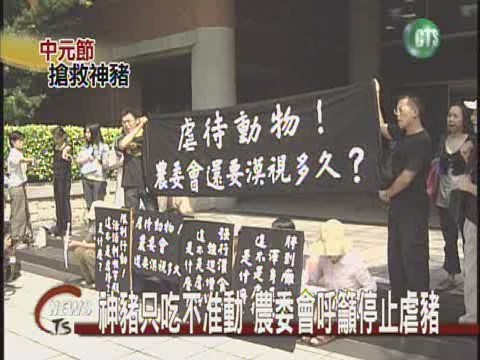 神豬被強迫灌食動保團體抗議 | 華視新聞