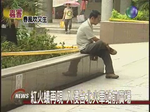 紅火蟻再現 入侵台北火車站前廣場 | 華視新聞
