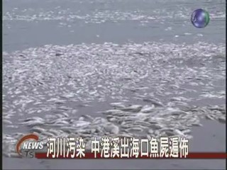 河川污染 中港溪出海口魚屍遍佈
