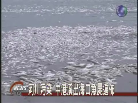 河川污染 中港溪出海口魚屍遍佈 | 華視新聞