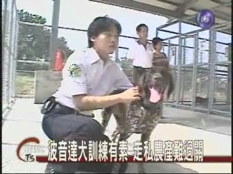 波音達犬訓練有素走私農產難過關 | 華視新聞
