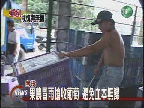 果農冒雨搶收葡萄避免血本無歸 | 華視新聞