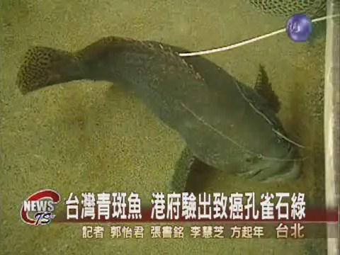 台灣青斑魚 港府驗出致癌孔雀石綠 | 華視新聞